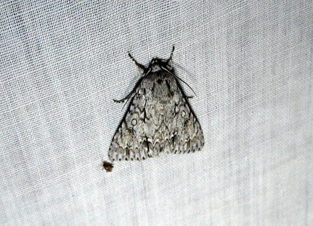 Acronicta aceris - vadgesztenye-szigonyosbagoly