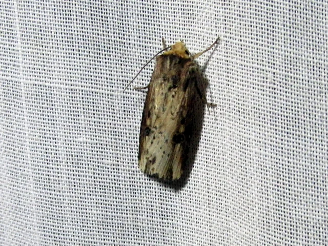 Axylia putris - vonalkás földibagoly