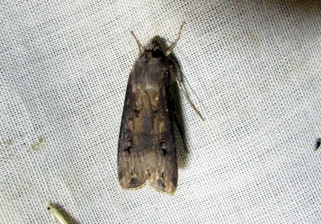 Agrotis ipsilon - nagy földibagoly