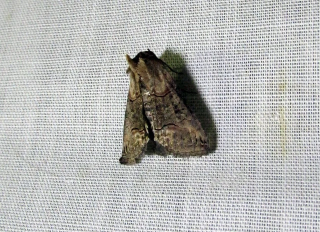 Abrostola triplasia - közönséges csalánbagoly