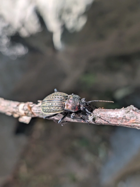 Carabus ulrichii - rezes futrinka Carabus ulrichii - rezes futrinka