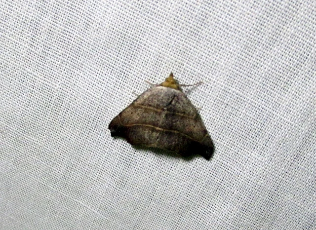 Laspeyria flexula - zuzmóbagoly
