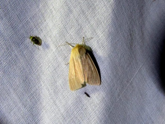 Mythimna pallens/impura/straminea