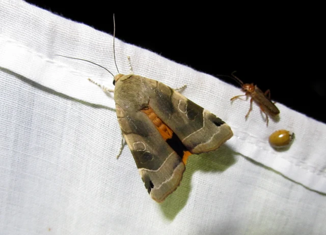 Noctua fimbriata - szélessávú sárgafűbagoly