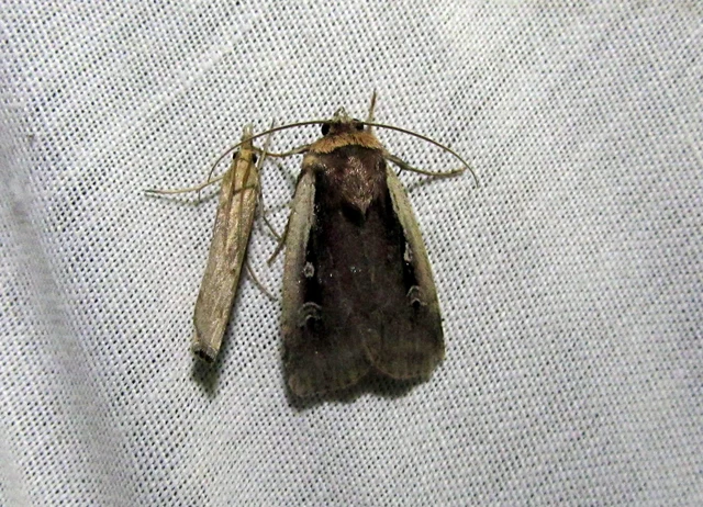 Ochropleura plecta - fehérszegélyű fűbagoly