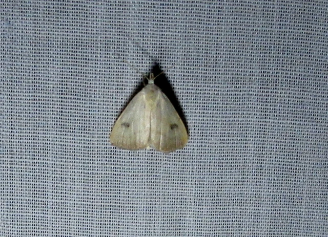 Rivula sericealis - selymes lórombagoly