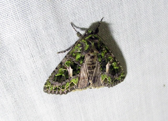 Trachea atriplicis - nyári zöldbagoly