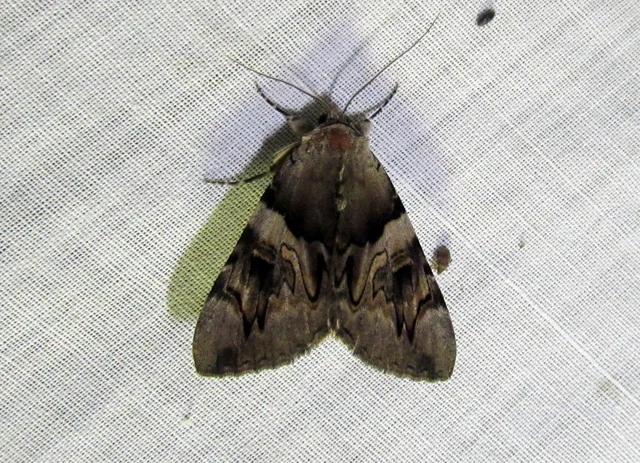 Catocala fulminea - galagonya-övesbagoly