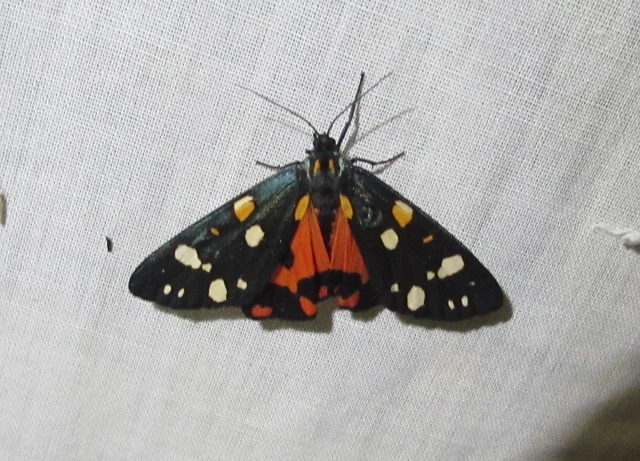 Callimorpha dominula - fémes medvelepke