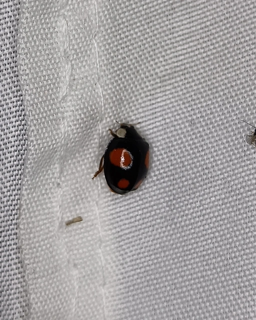 Harmonia axyridis - harlekinkatica