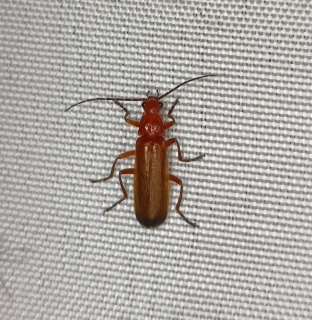 Rhagonycha fulva - feketevégű lágybogár
