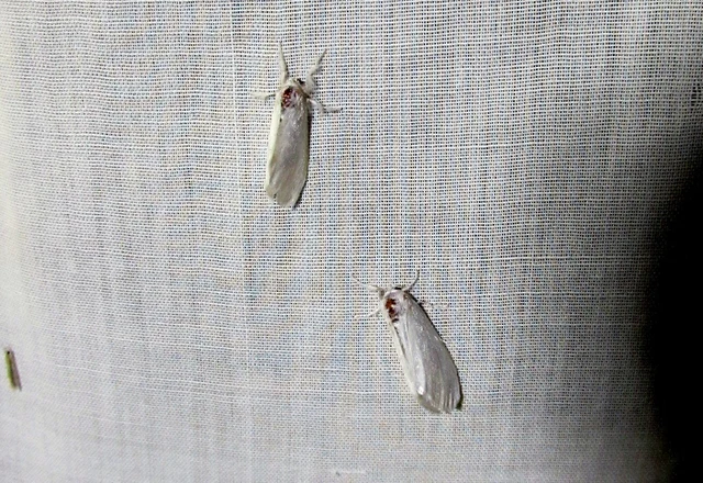 Sphrageidus similis - sárgafarú szövő