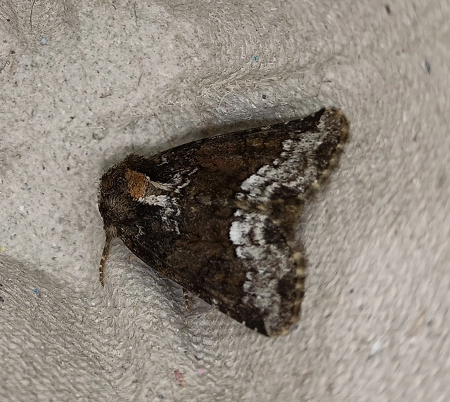 Oligia strigilis - kormos dudvabagoly