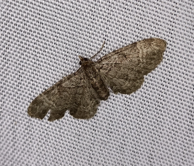 Pasiphila chloerata - hamvas törpearaszoló