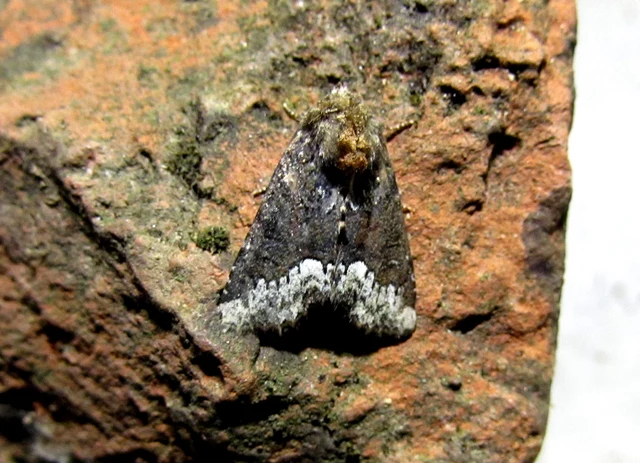 Oligia strigilis - kormos dudvabagoly