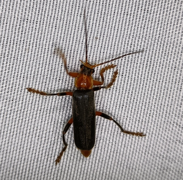 Cantharis livida - mezei lágybogár
