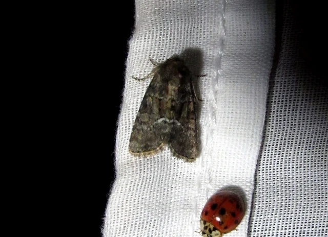 Oligia strigilis/latruncula/versicolor