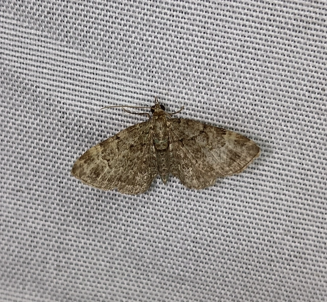 Pasiphila rectangulata - almavirág-araszoló