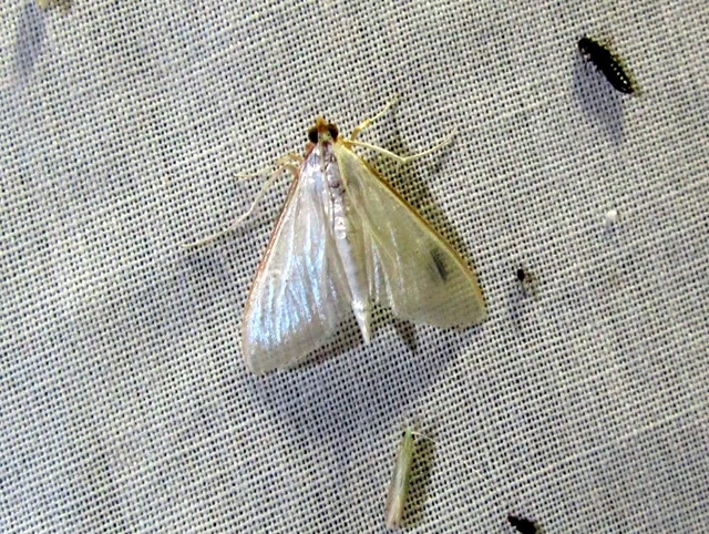 Palpita vitrealis - hófehér tűzmoly