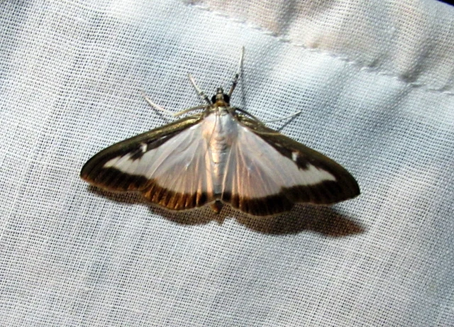 Cydalima perspectalis - puszpáng-tűzmoly