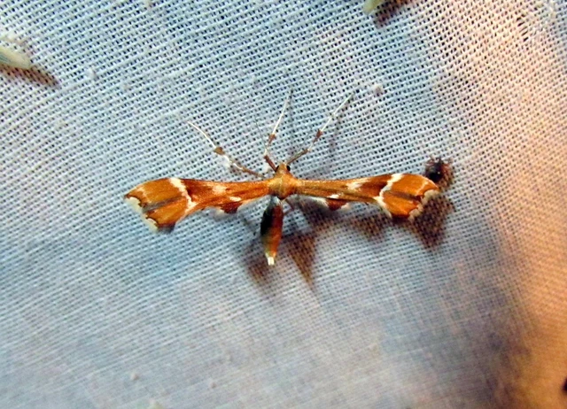Cnaemidophorus rhododactyla - rózsabogyó-tollasmoly