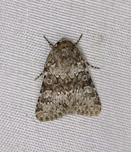 Hecatera dysodea - parajbagoly