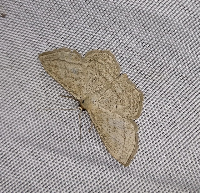 Scopula virgulata - vesszős sávosaraszoló
