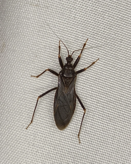 Reduvius personatus - szemetes zugpoloska