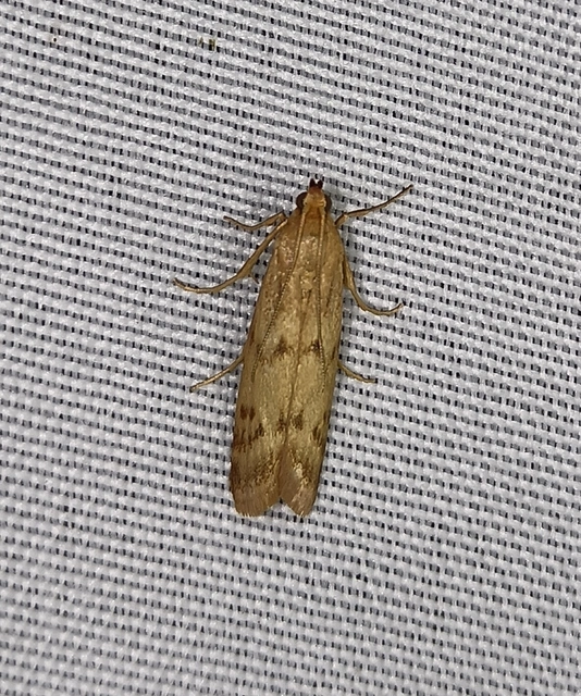 Homoeosoma sinuella - agyagsárga karcsúmoly