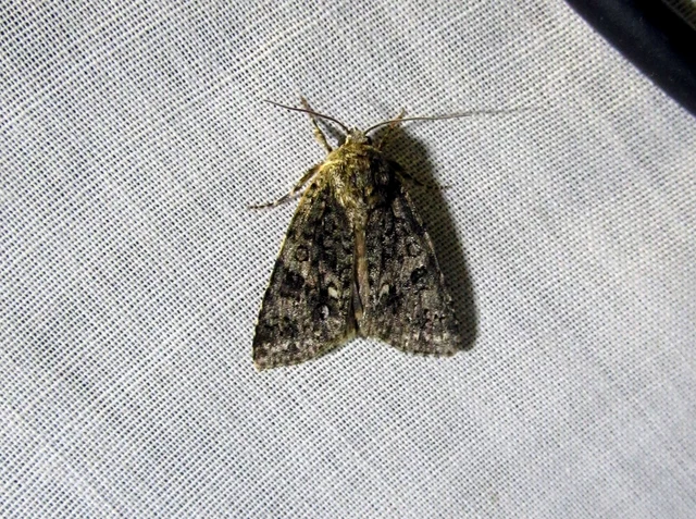 Acronicta rumicis - sóska-szigonyosbagoly