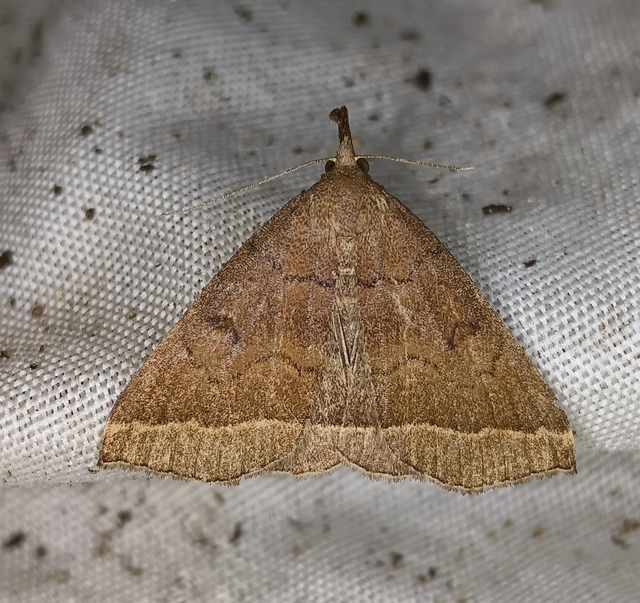 Pechipogo plumigeralis - tollascsápú karcsúbagoly