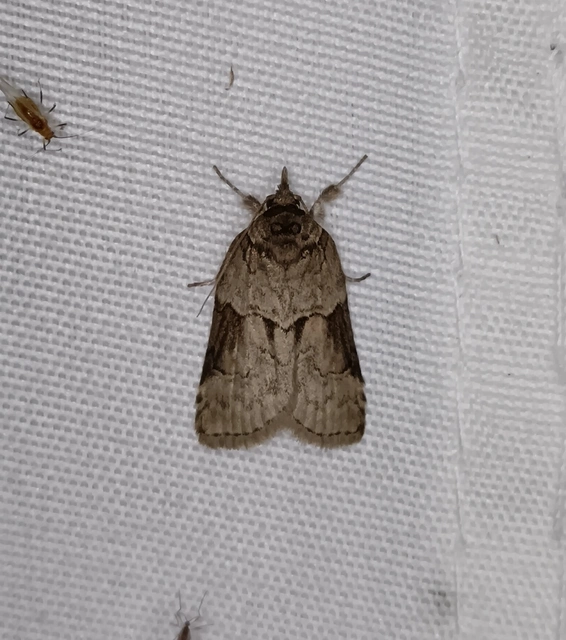 Nycteola siculana - fűz-trapézbagoly