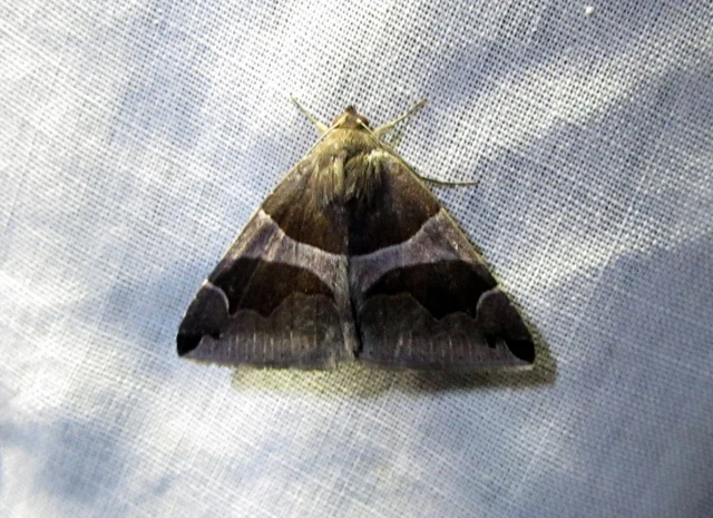 Dysgonia algira - déli porcelánbagoly