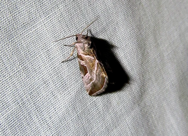 Eucarta virgo - mocsári ametisztbagoly