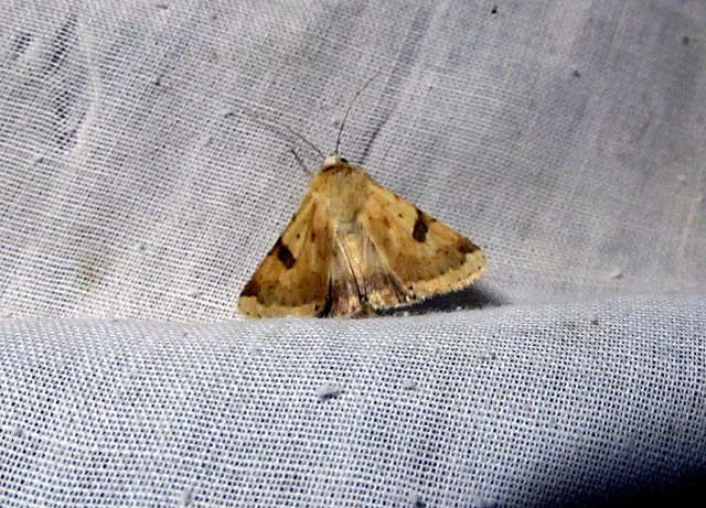 Heliothis peltigera - nagy veteménybagoly