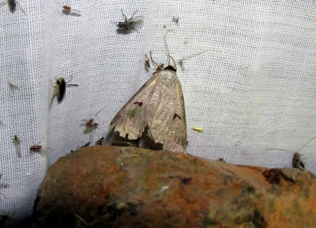 Lygephila pastinum - közönséges csüdfűbagoly