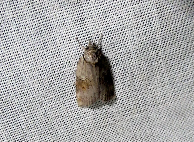 Nycteola asiatica - nyárfa-trapézbagoly
