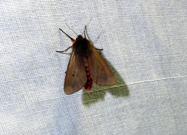 Phragmatobia fuliginosa - füstös medvelepke