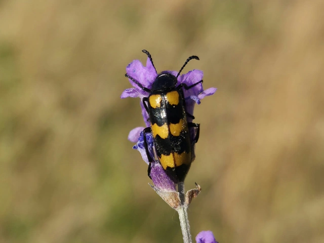 Mylabris variabilis - szalagos hólyaghúzó Mylabris variabilis - szalagos hólyaghúzó