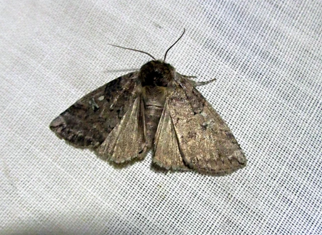 Tethea or - bélyeges pihésszövő