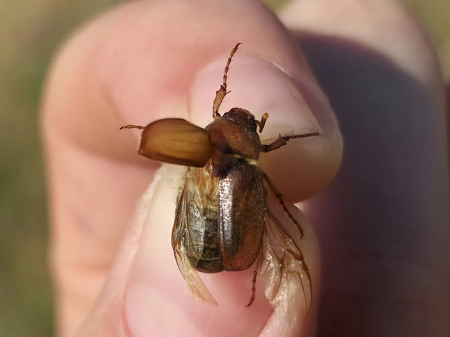 Amphimallon assimile - kis sárgacserebogár