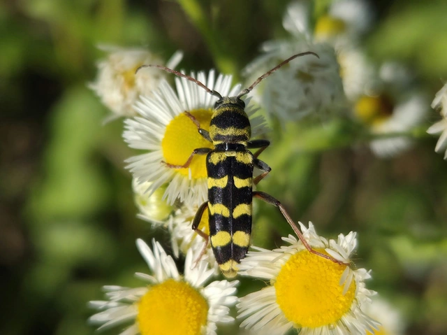 Echinocerus floralis - lucerna-darázscincér