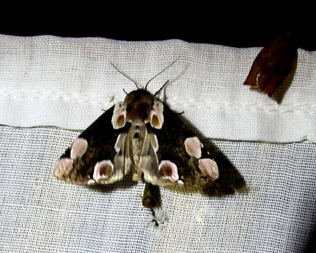 Thyatira batis - rózsafoltos pihésszövő
