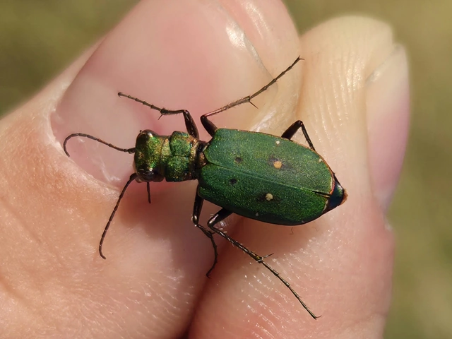 Cicindela campestris - mezei homokfutrinka
