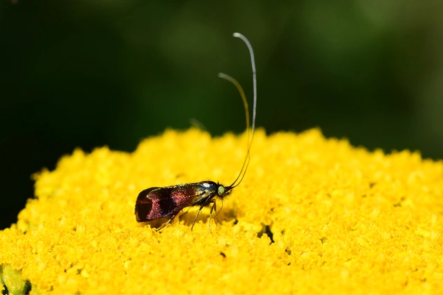 Nemophora fasciella - feketesávú tőrösmoly