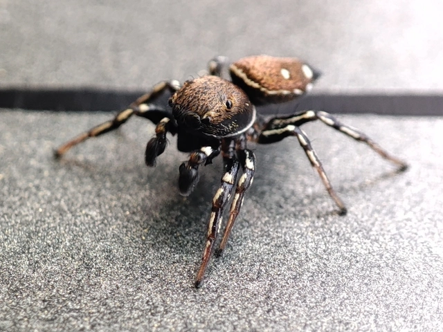 Heliophanus