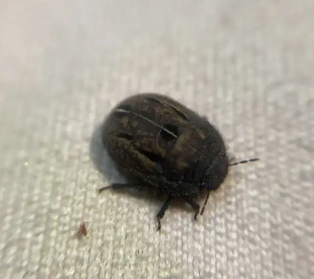 Odontoscelis Odontoscelis
