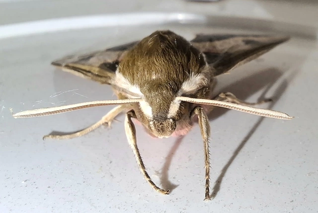 Hyles euphorbiae - kutyatejszender
