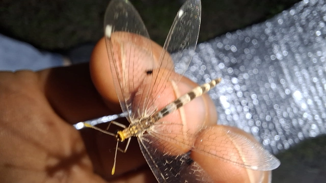 Megistopus flavicornis - kétfoltos hangyaleső