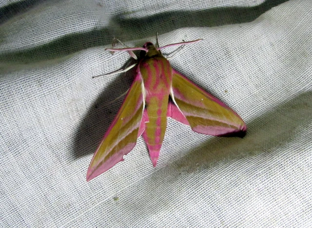 Deilephila elpenor - szőlőszender
